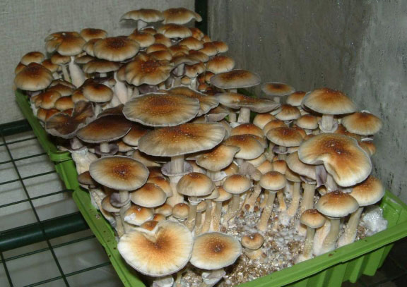 best mushroom spore suppliers